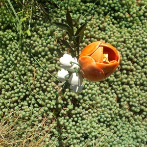 Tulipán gyöngyvirággal - otthon & életmód - dekoráció - asztal és polc dekoráció - asztaldísz - Meska.hu