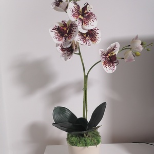 Orchidea, Otthon & Életmód, Virágdekoráció, Virágdíszek, Virágdísz kaspóban, Virágkötés, MESKA