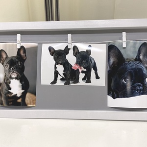 Francia bulldog Black falikép, falidísz, asztaldísz - otthon & életmód - dekoráció - kép & falikép - plakát - Meska.hu