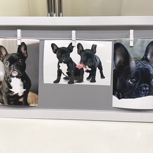 Francia bulldog Black falikép, falidísz, asztaldísz, Otthon & Életmód, Dekoráció, Kép & Falikép, Plakát, Fotó, grafika, rajz, illusztráció, MESKA
