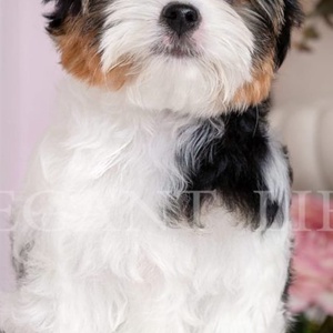 Egyedi kutya plüss fotó alapján - Biewer Yorkie Yorkshire terrier - játék & sport - plüssállat & játékfigura - kutya - Meska.hu