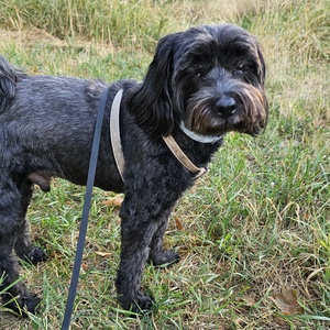 Egyedi plüss kutya fotó alapján - Tibeti Terrier - Meska.hu
