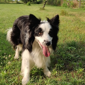 Egyedi plüss kutya fotó alapján, rendelésre - Border Collie - Meska.hu