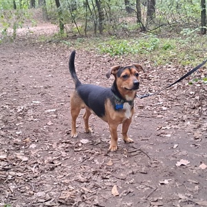 Egyedi plüss kutya fotó alapján - Meska.hu