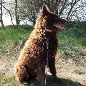 Egyedi kutya plüss fotó alapján - Meska.hu
