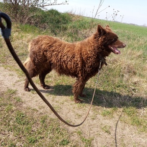 Egyedi kutya plüss fotó alapján - játék & sport - plüssállat & játékfigura - kutya - Meska.hu