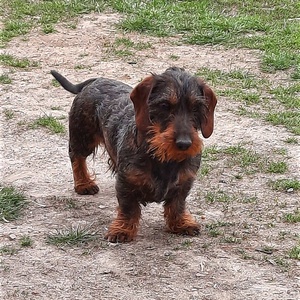 Egyedi kutya plüss fotó alapján - Meska.hu