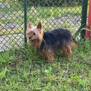 Egyedi kutya plüss - Yorkie  Yorkshire terrier fotó alapján - Meska.hu