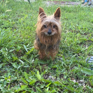 Egyedi kutya plüss - Yorkie  Yorkshire terrier fotó alapján - játék & sport - plüssállat & játékfigura - kutya - Meska.hu