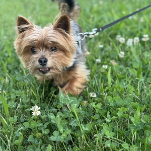 Egyedi kutya plüss - Yorkie  Yorkshire terrier fotó alapján - Meska.hu