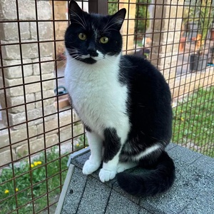 Cica plüss fotó alapján - Meska.hu