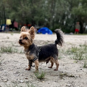 Egyedi plüss Yorkie kutya rendelésre fotó alapján - Meska.hu