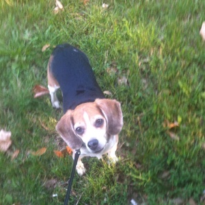 Egyedi plüss kutya fotó alapján Beagle - Meska.hu