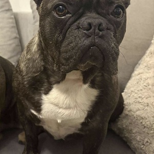 Egyedi olajfestmény fotó alapján Francia bulldog - művészet - festmény - olajfestmény - Meska.hu