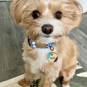 Kutyabiléta, Otthon & Életmód, Kisállatoknak, Kutyáknak, Kutya biléta, Famegmunkálás, MESKA