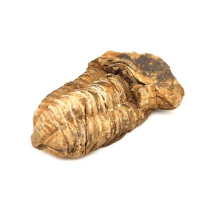 Trilobita nyers, Kellékek & szerszámok, Ásvány alapanyag, , MESKA