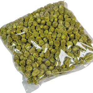 Casuarina 17 dkg - falfestékes olíva, Kellékek & szerszámok, Dekorációs kellékek, Termések, terméscsomagok, , MESKA
