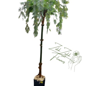 Trópusi Örök Pálma 180cm - otthon & életmód - dekoráció - virágdísz és tartó - csokor & virágdísz - Meska.hu