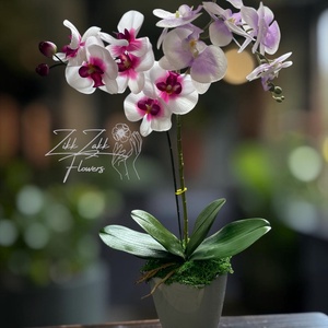 Örök pink-fehér orchidea kompozíció szürke kaspóban, Otthon & Életmód, Dekoráció, Asztal és polc dekoráció, Asztaldísz, , MESKA