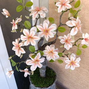 Egyedi magnólia  fa 85cm magas tavaszi dekor  - otthon & életmód - dekoráció - asztal és polc dekoráció - bonsai - Meska.hu