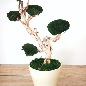 Bonsai gömbmohával - Meska.hu