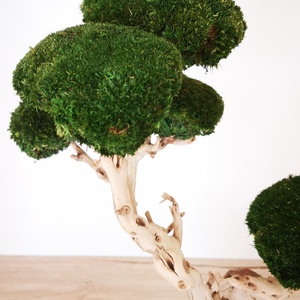 Bonsai gömbmohával - moha bonsai - otthon & életmód - dekoráció - asztal és polc dekoráció - bonsai - Meska.hu