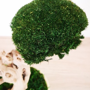 Bonsai gömbmohával - moha bonsai - otthon & életmód - dekoráció - asztal és polc dekoráció - bonsai - Meska.hu