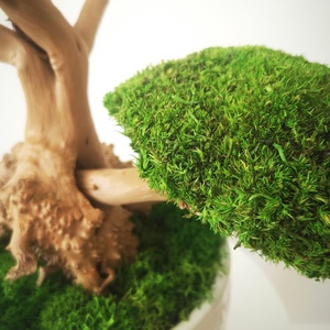 Bonsai tartósított gömbmohával ezüst kaspóban - moha bonsai 14 - otthon & életmód - dekoráció - asztal és polc dekoráció - asztaldísz - Meska.hu