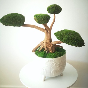 Bonsai tartósított gömbmohával 13 - moha bonsai - otthon & életmód - dekoráció - asztal és polc dekoráció - bonsai - Meska.hu