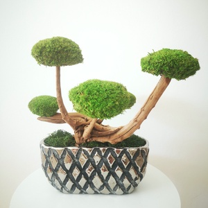 Bonsai tartósított gömbmohával ezüst kaspóban - moha bonsai 14 - otthon & életmód - dekoráció - asztal és polc dekoráció - asztaldísz - Meska.hu