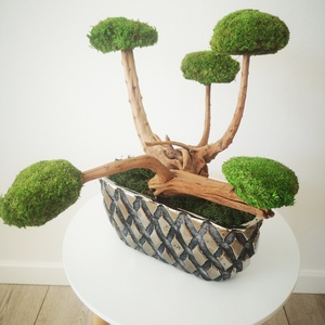 Bonsai tartósított gömbmohával ezüst kaspóban - moha bonsai 14 - otthon & életmód - dekoráció - asztal és polc dekoráció - asztaldísz - Meska.hu