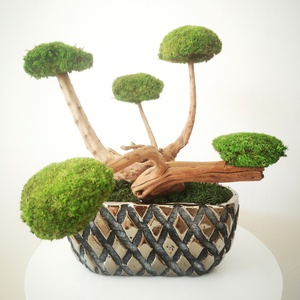 Bonsai tartósított gömbmohával ezüst kaspóban - moha bonsai 14, Otthon & Életmód, Dekoráció, Asztal és polc dekoráció, Asztaldísz, Virágkötés, Mindenmás, MESKA
