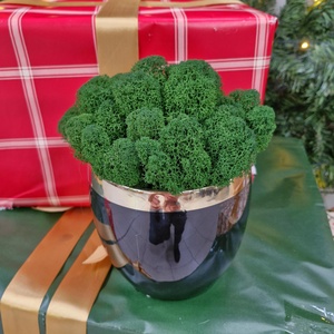 Elegáns fekete-arany kaspó izlandi zuzmóval - otthon & életmód - dekoráció - asztal és polc dekoráció - zuzmódekoráció, mohadekoráció - Meska.hu