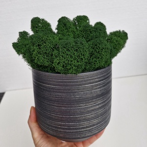 Elegáns ezüst kaspó izlandi zuzmóval, Otthon & Életmód, Dekoráció, Asztal és polc dekoráció, Zuzmódekoráció, Mohadekoráció, , MESKA