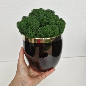 Elegáns fekete-arany kaspó izlandi zuzmóval - otthon & életmód - dekoráció - asztal és polc dekoráció - zuzmódekoráció, mohadekoráció - Meska.hu