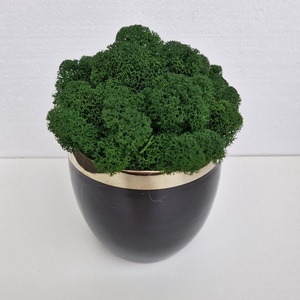 Elegáns fekete-arany kaspó izlandi zuzmóval, Otthon & Életmód, Dekoráció, Asztal és polc dekoráció, Zuzmódekoráció, Mohadekoráció, , MESKA