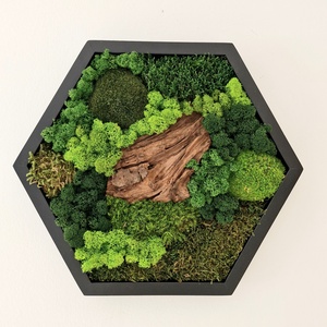 Hexagon mohakép egzotikus fával 45 cm, Otthon & Életmód, Dekoráció, Fali és függő dekoráció, Zuzmókép, Mohakép, Mindenmás, MESKA