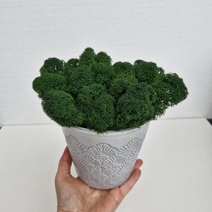 Elegáns kaspó izlandi zuzmóval, Otthon & Életmód, Dekoráció, Asztal és polc dekoráció, Zuzmódekoráció, Mohadekoráció, , MESKA