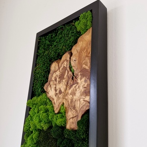 Mohakép olajfa szelettel 25 x 60 cm  - otthon & életmód - dekoráció - fali és függő dekoráció - zuzmókép, mohakép - Meska.hu