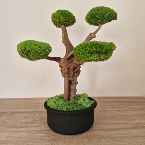 Bonsai gömbmohával - moha bonsai, Otthon & Életmód, Dekoráció, Asztal és polc dekoráció, Bonsai, Virágkötés, Mindenmás, MESKA