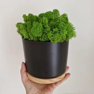 Elegáns antracit-bambusz kaspó izlandi zuzmóval, Otthon & Életmód, Dekoráció, Asztal és polc dekoráció, Zuzmódekoráció, Mohadekoráció, , MESKA