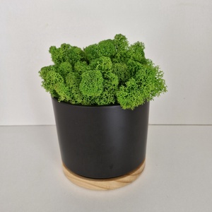 Elegáns antracit-bambusz kaspó izlandi zuzmóval - otthon & életmód - dekoráció - asztal és polc dekoráció - zuzmódekoráció, mohadekoráció - Meska.hu