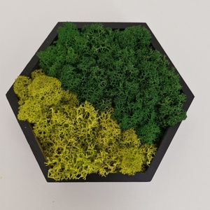 Kis hexagon zuzmókép - otthon & életmód - dekoráció - fali és függő dekoráció - zuzmókép, mohakép - Meska.hu