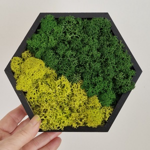 Kis hexagon zuzmókép - otthon & életmód - dekoráció - fali és függő dekoráció - zuzmókép, mohakép - Meska.hu