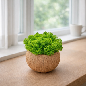 Izlandi zuzmó kókuszhéjban, Otthon & Életmód, Dekoráció, Asztal és polc dekoráció, Asztaldísz, Mindenmás, MESKA