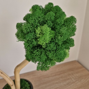 Zuzmófa 38 cm - gondozásmentes  - otthon & életmód - dekoráció - asztal és polc dekoráció - zuzmódekoráció, mohadekoráció - Meska.hu
