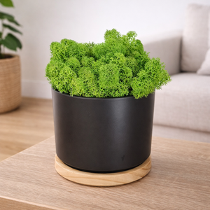 Elegáns antracit-bambusz kaspó izlandi zuzmóval, Otthon & Életmód, Dekoráció, Asztal és polc dekoráció, Zuzmódekoráció, Mohadekoráció, , MESKA