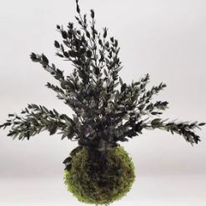 Stabilizált kokedama � gondozásmentes mohagömb Ruscussal - otthon & életmód - dekoráció - asztal és polc dekoráció - bonsai - Meska.hu