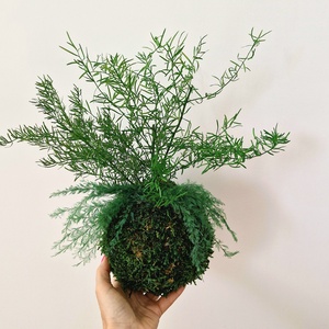 Stabilizált kokedama � gondozásmentes mohagömb többféle tartósított növénnyel 2. - otthon & életmód - dekoráció - asztal és polc dekoráció - zuzmódekoráció, mohadekoráció - Meska.hu