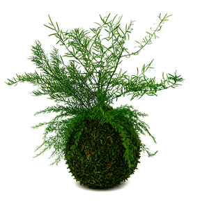 Stabilizált kokedama � gondozásmentes mohagömb többféle tartósított növénnyel 2., Otthon & Életmód, Dekoráció, Asztal és polc dekoráció, Zuzmódekoráció, Mohadekoráció, Virágkötés, MESKA